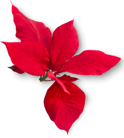 poinsettilla